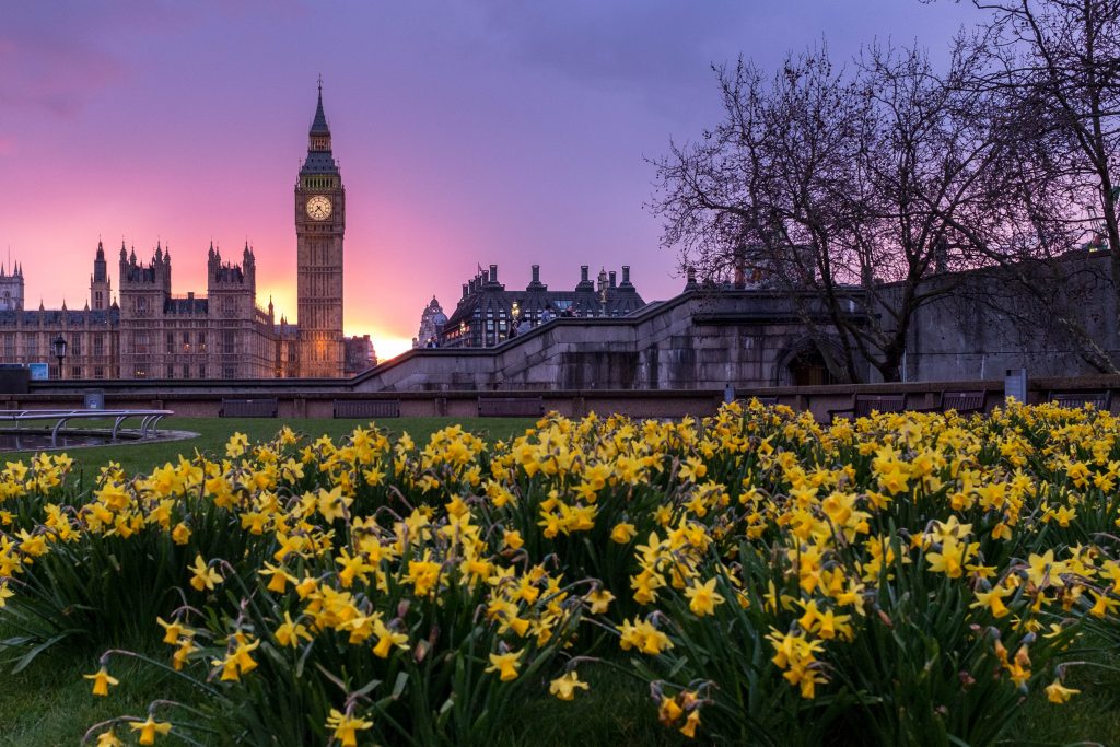 Picture of flowers with historic London landmarks in background. Photo Ming Jun Tan, Unsplash